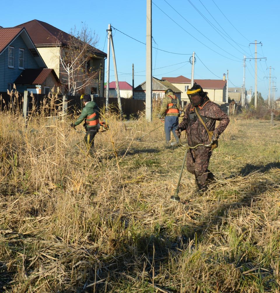 В Астрахани  продолжается зачистка от сорняков и камыша